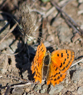 Image of <i>Lycaena ottomana</i>