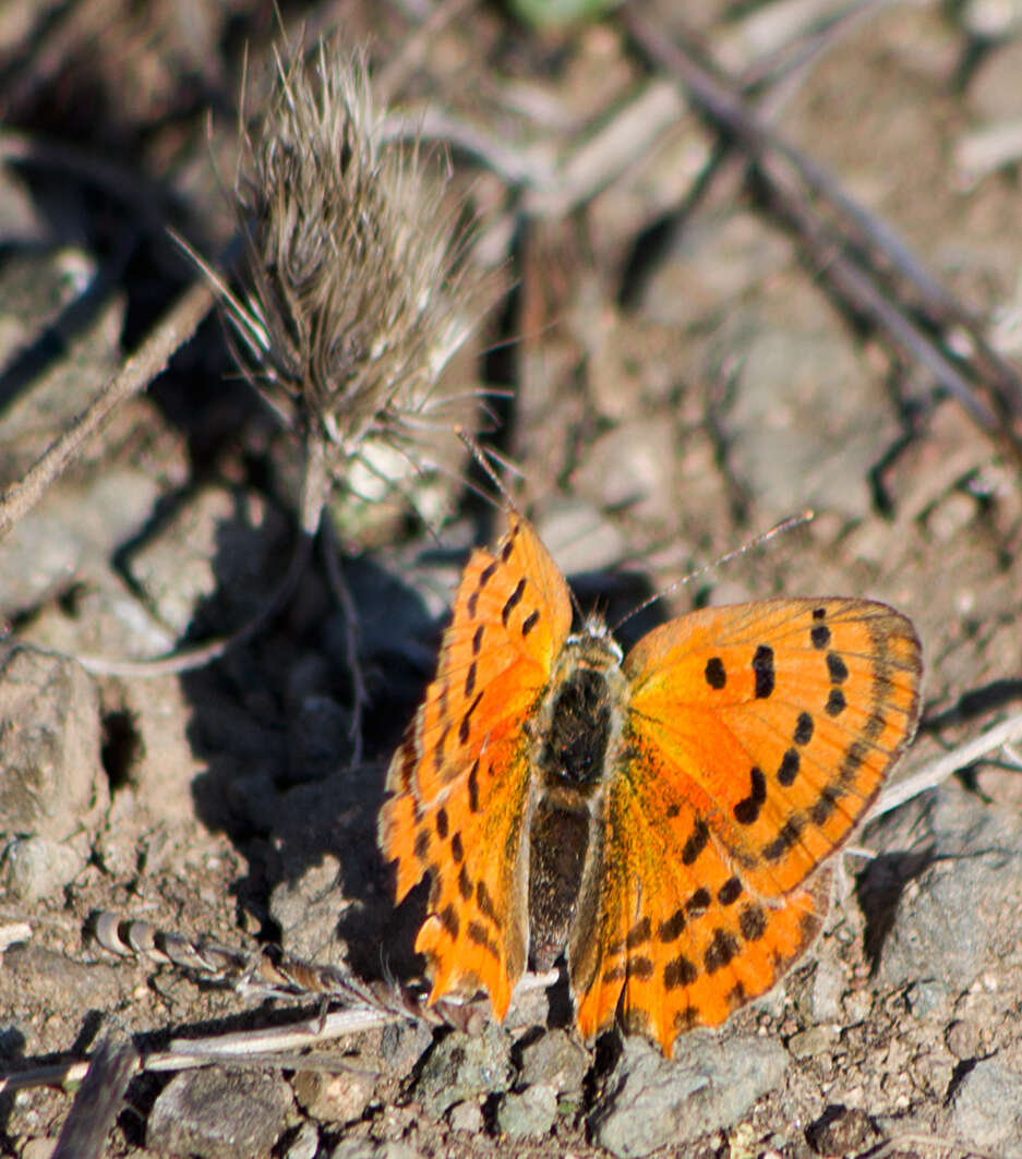 Image of <i>Lycaena ottomana</i>