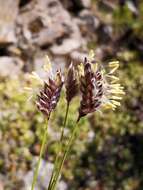 Image of Oreochloa disticha (Wulfen) Link