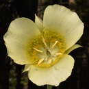 Calochortus gunnisonii var. perpulcher Cockerell resmi