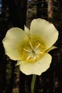 Calochortus gunnisonii var. perpulcher Cockerell resmi