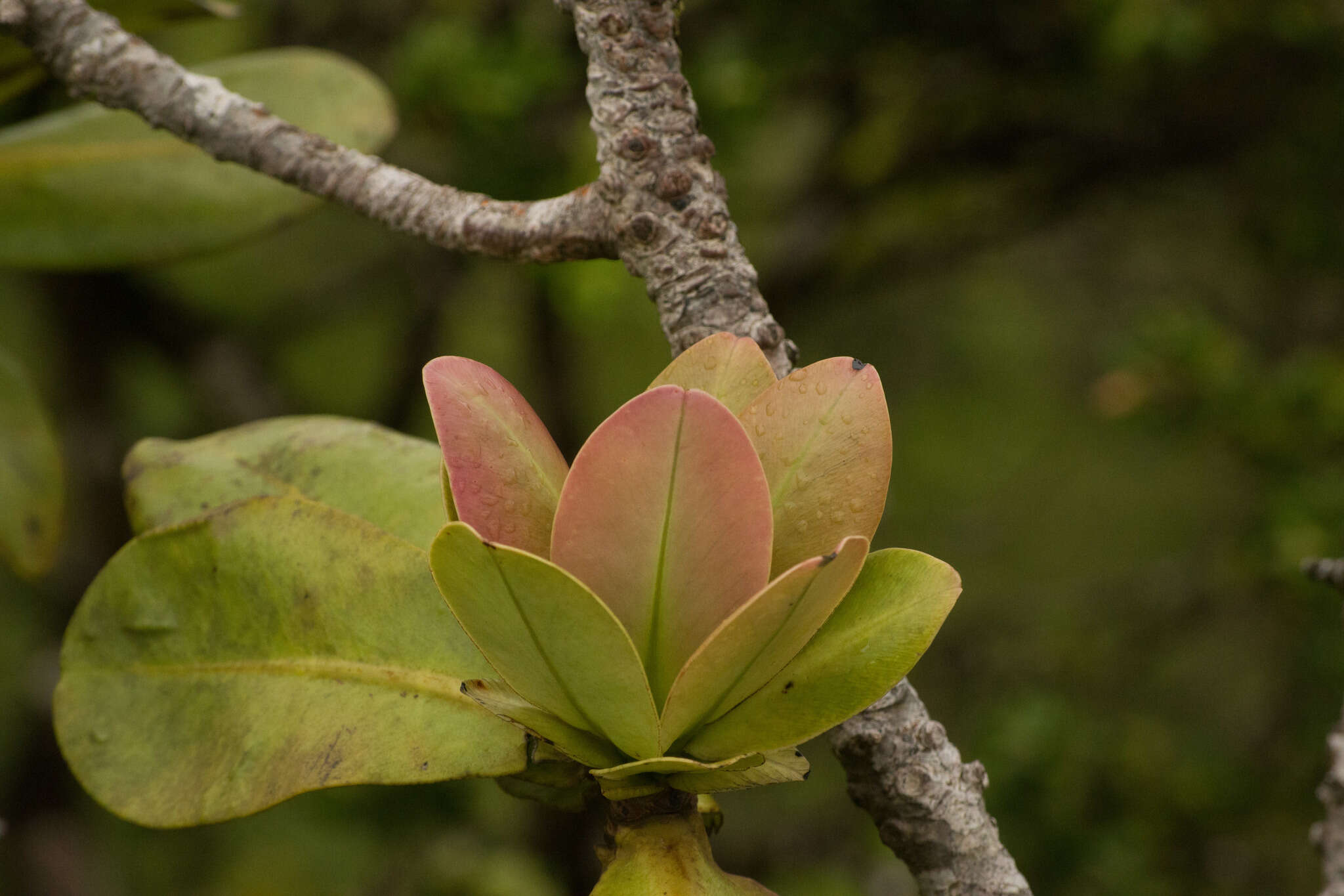 Image of Molokai colicwood