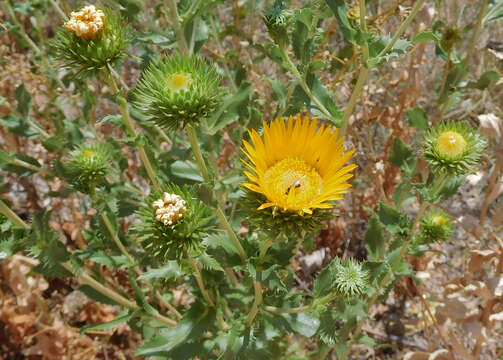 Sivun Grindelia ciliata (Nutt.) Spreng. kuva