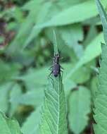 Image of Cylindera (Ifasina) kaleea (Bates 1866)