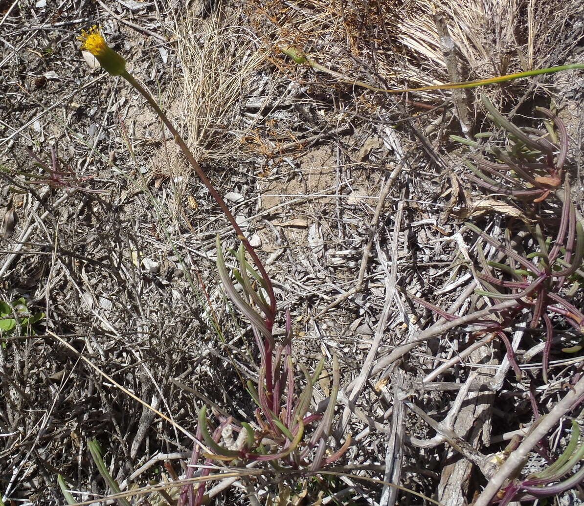 Image of Senecio alooides DC.