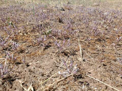 Image de Polygonum bidwelliae S. Wats.