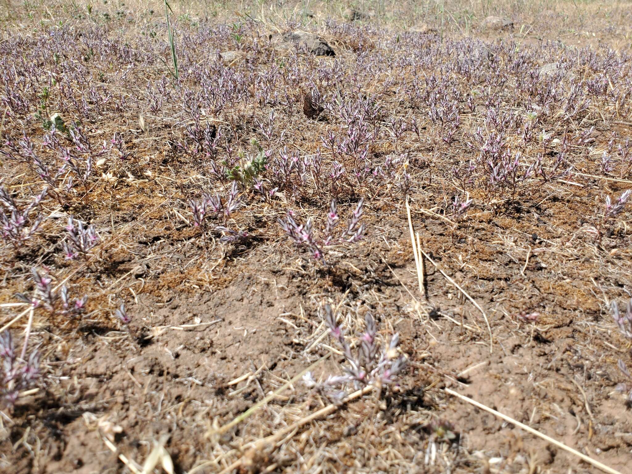 Image of Bidwell's knotweed