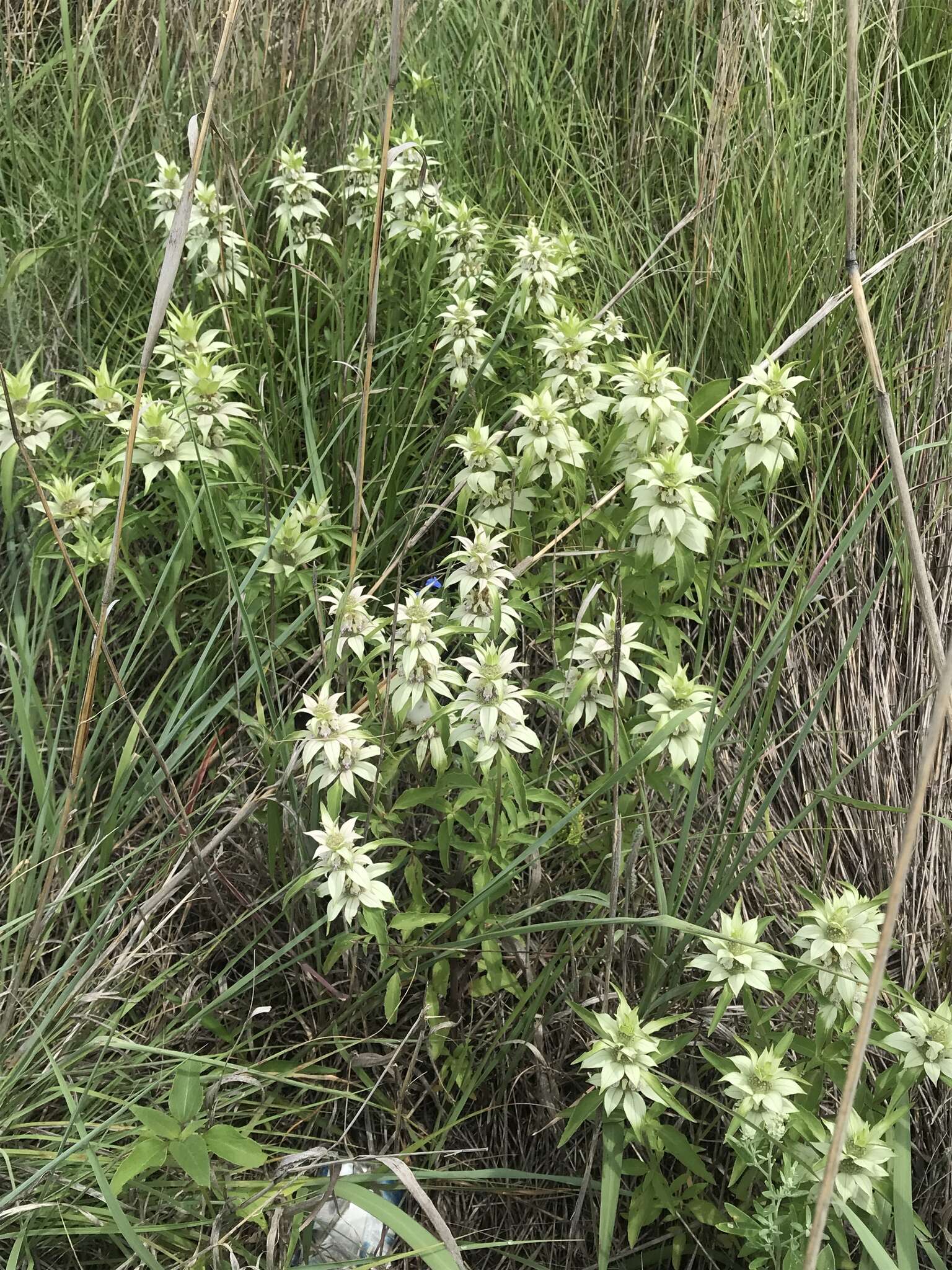 Image of Monarda punctata var. occidentalis (Epling) E. J. Palmer & Steyerm.