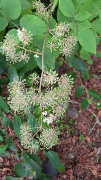 Image of Aralia cordata Thunb.