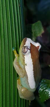 Image of Reed frog