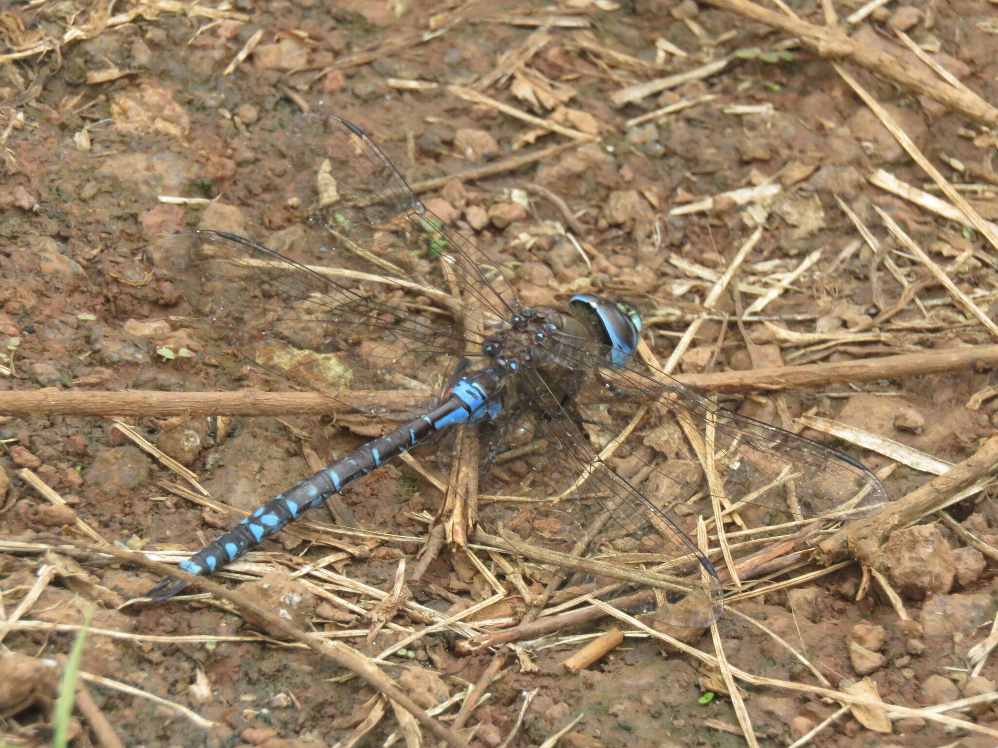 Image of Rhionaeschna galapagoensis (Currie 1901)