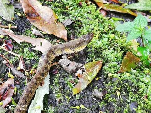 Image of Stejneger's Bamboo Snake