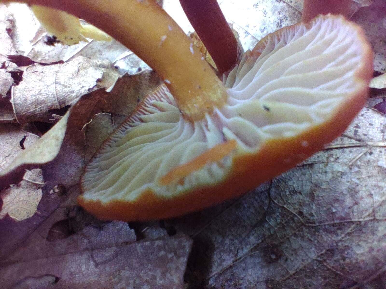 Image of Hygrocybe purpureofolia (H. E. Bigelow) Courtec. 1989