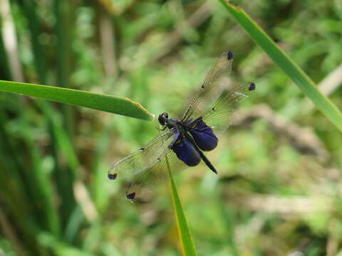 Image of Rhyothemis severini Ris 1913