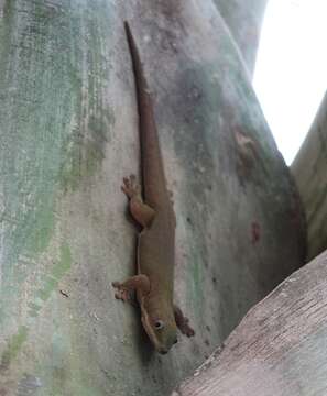 Image of Zanzibar Day Gecko