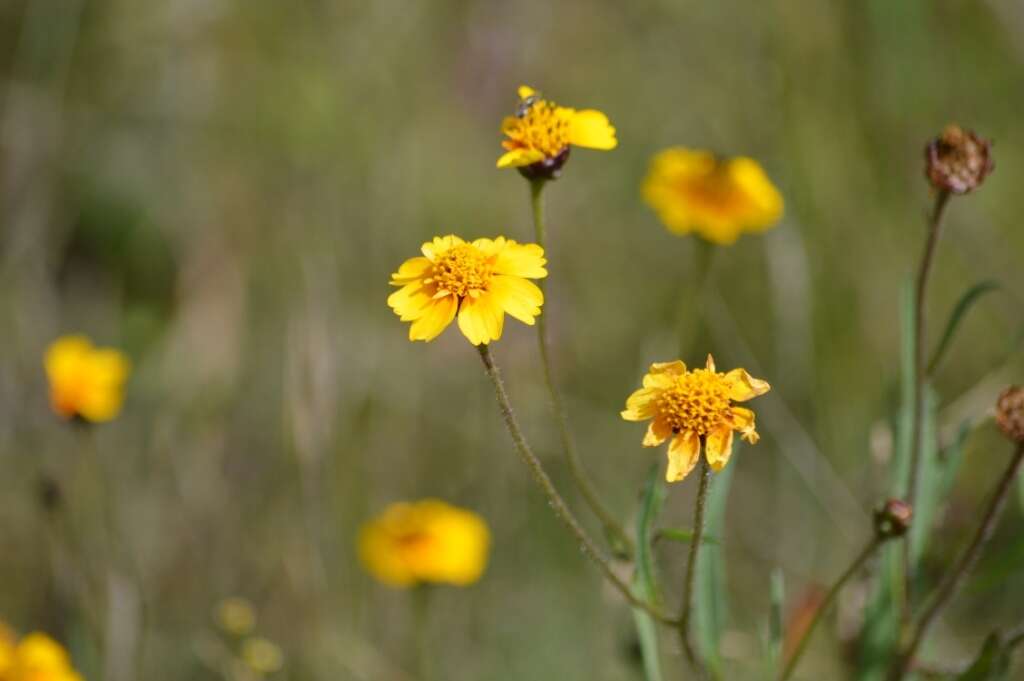 Image de Tridax trilobata (Cav.) Hemsl.