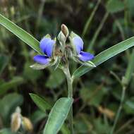 Image of Crotalaria sessiliflora L.