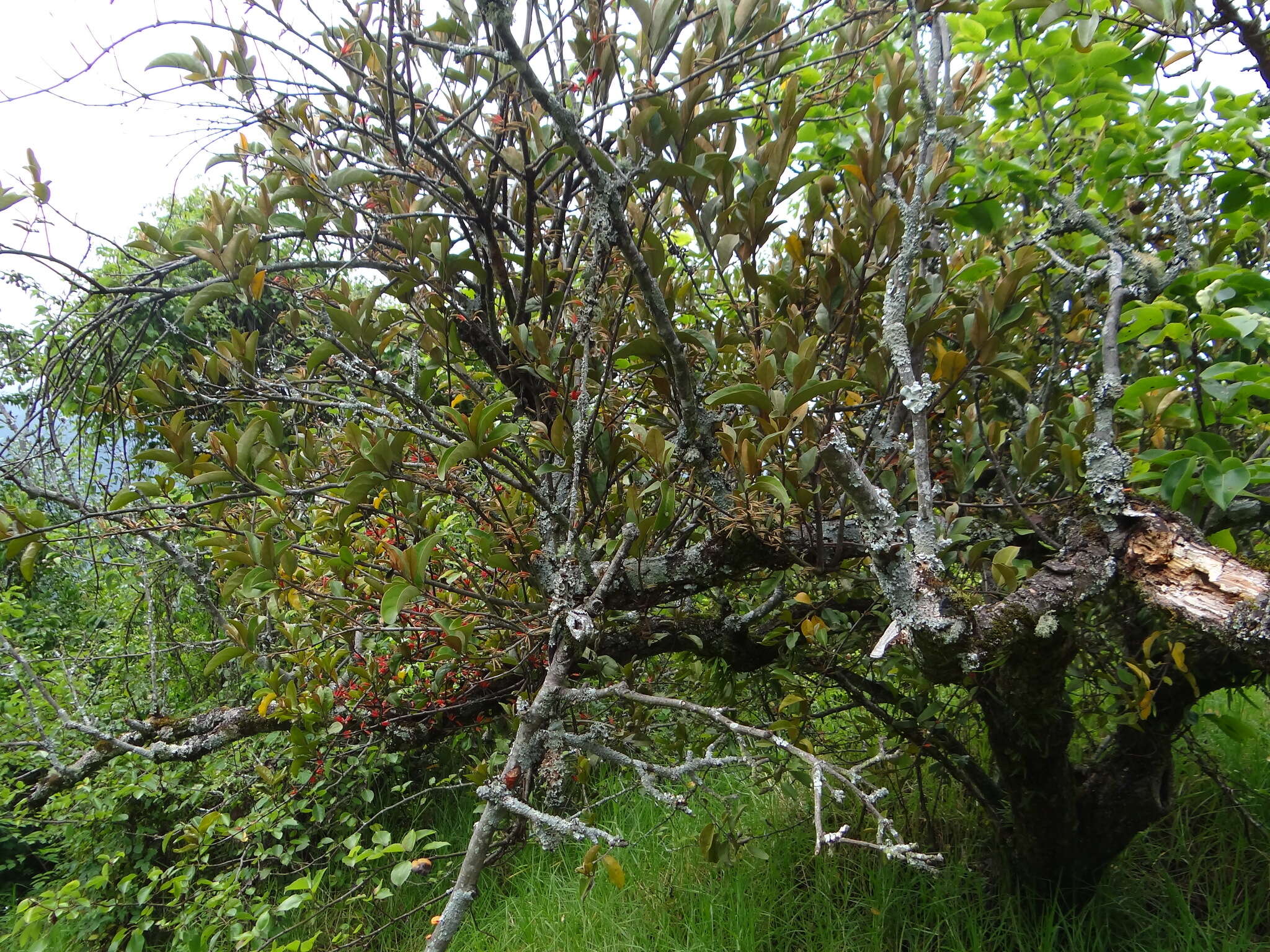 Image de Taxillus nigrans (Hance) Danser