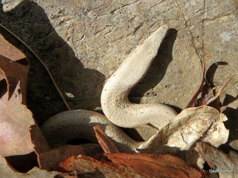 Image of Burton's Legless Lizard