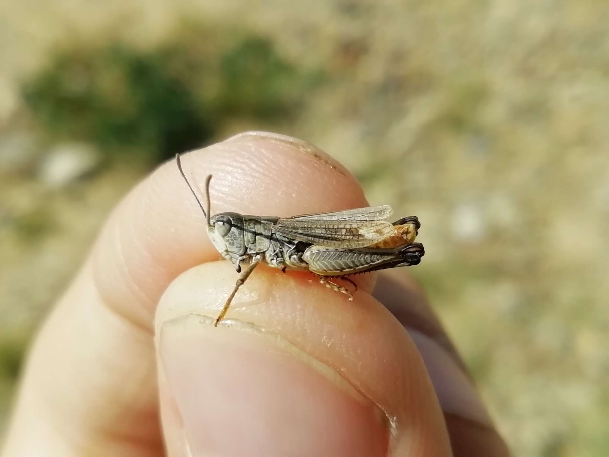 Plancia ëd Myrmeleotettix pallidus (Brunner von Wattenwyl 1882)