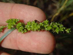 Carex decomposita Muhl. resmi