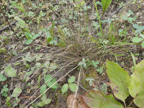 Image of mountain ricegrass