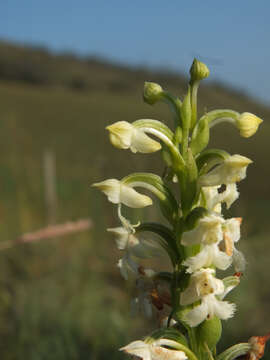 Plancia ëd Habenaria cephalotes Lindl.