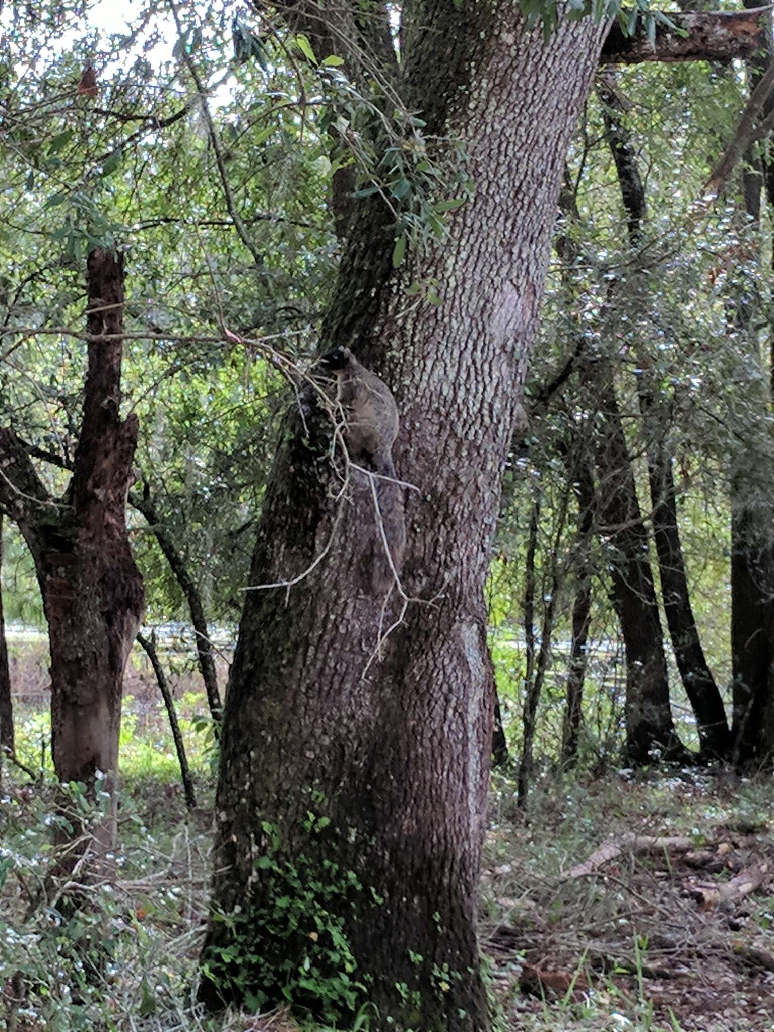 Image of Sherman's fox squirrel