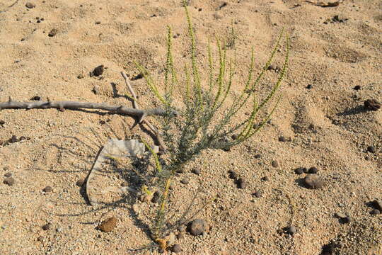 Imagem de Lophiocarpus polystachyus Turcz.