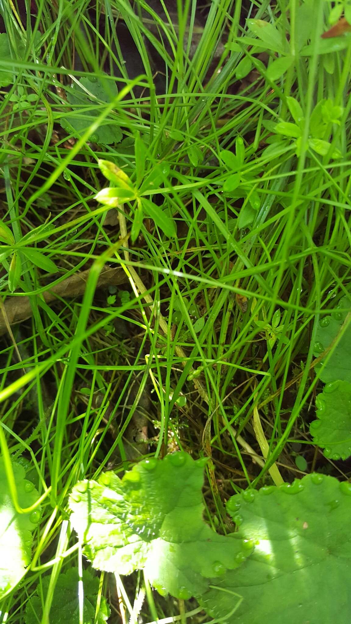 Image of Bristly-stalked sedge