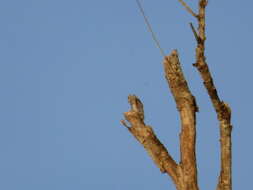 Image of Long-tailed Potoo