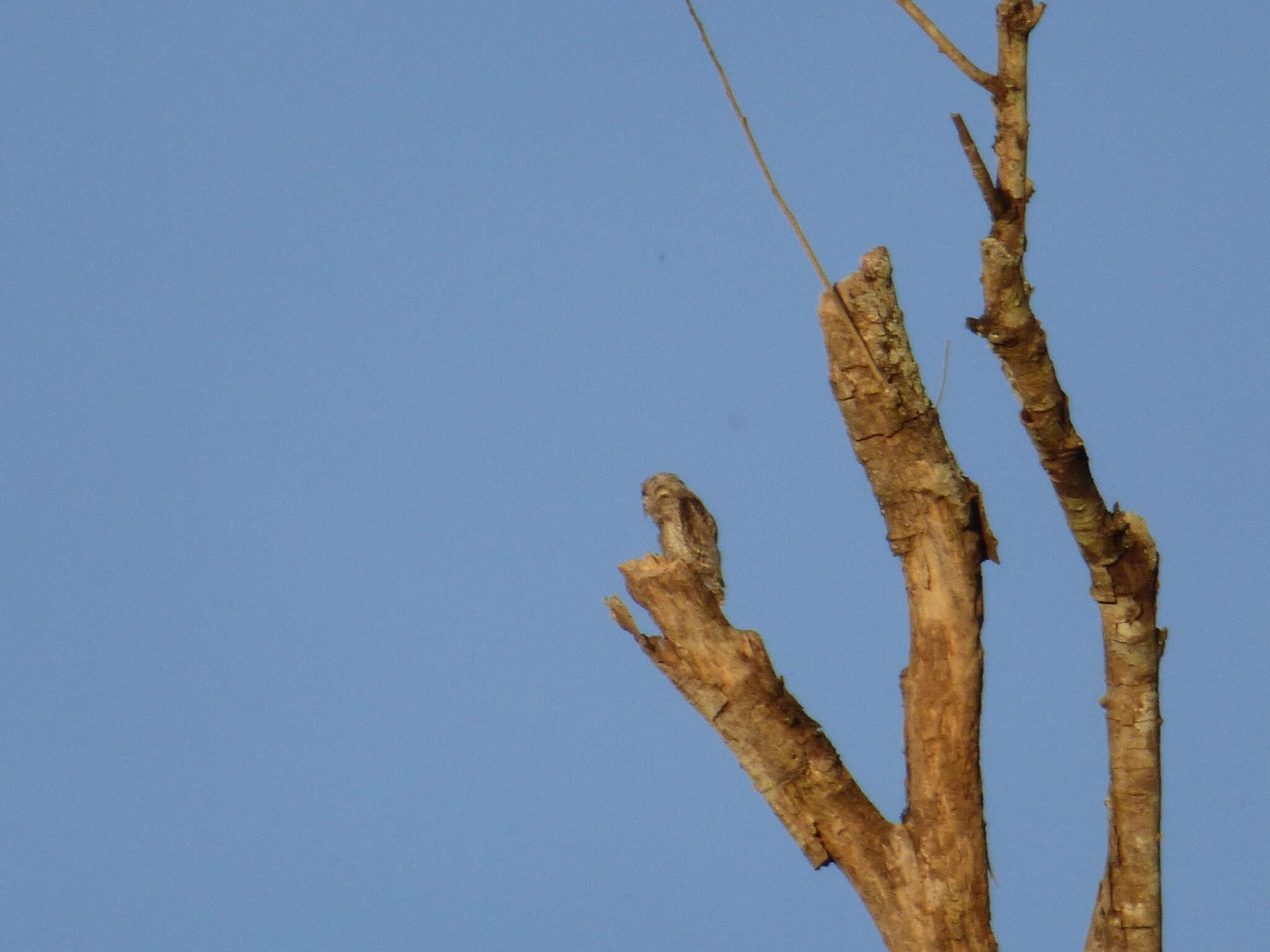 Image of Long-tailed Potoo