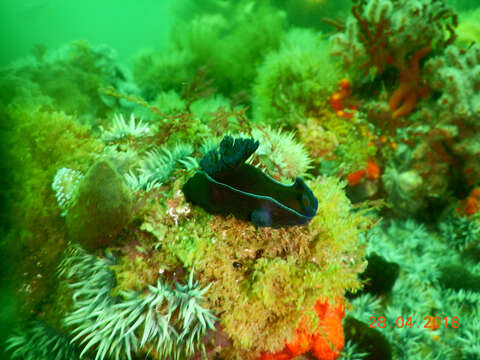 Image of Black nudibranch