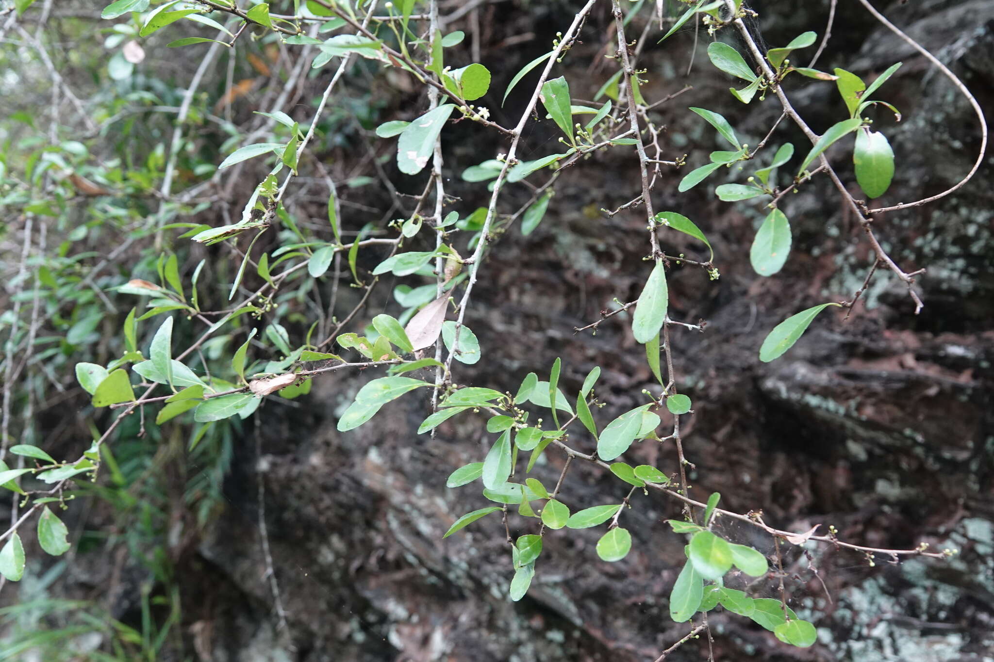 Image of Gymnosporia diversifolia Maxim.