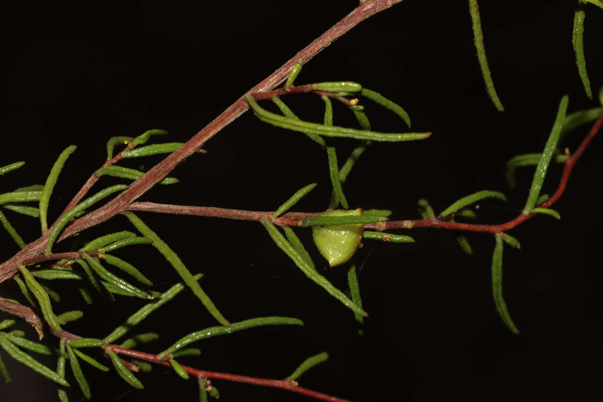 Image de Dodonaea hexandra F. Müll.