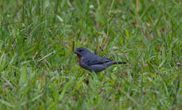 Image of Chestnut-bellied Seedeater