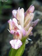 Image of Anacamptis feinbruniae (H. Baumann & Dafni) H. Kretzschmar, Eccarius & H. Dietr.