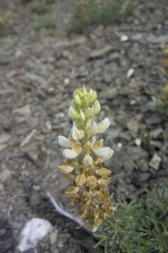 Image of Anthony Peak lupine