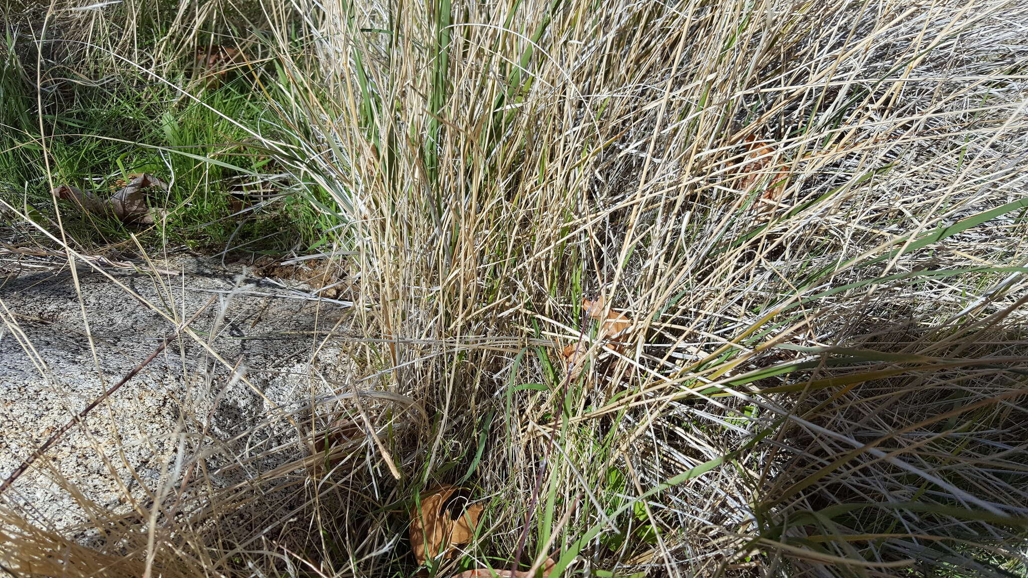 Image of deergrass