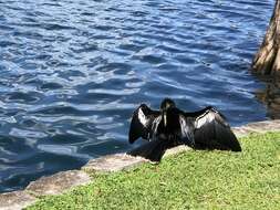 Image de Anhinga anhinga leucogaster (Vieillot 1816)