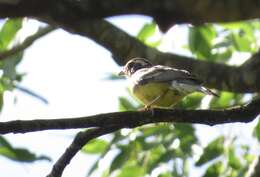 Слика од Emberiza cabanisi (Reichenow 1875)