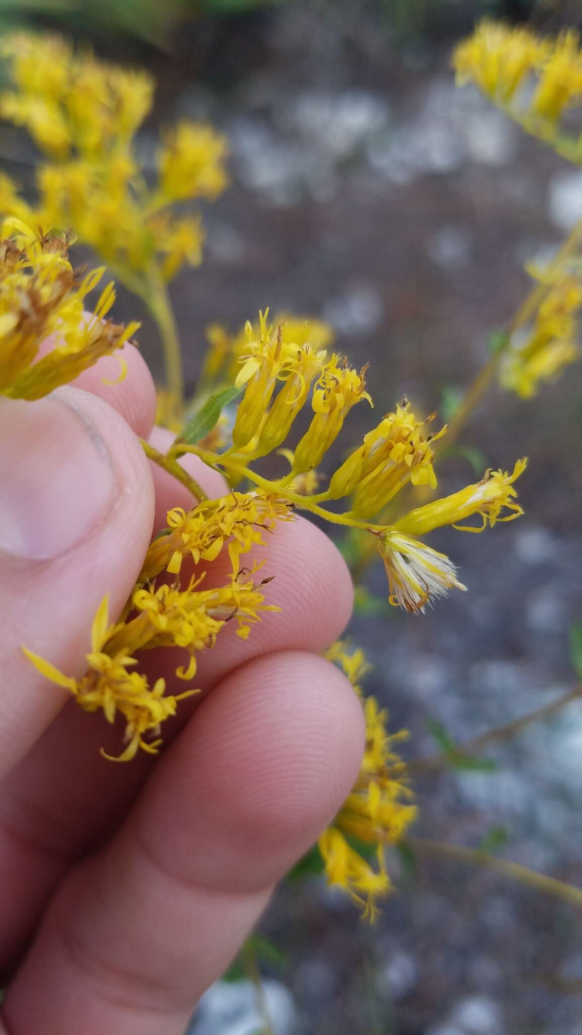 Image de Solidago odora subsp. chapmanii (A. Gray) Semple