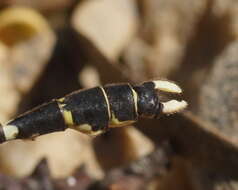 Image of Hemigomphus heteroclytus Selys 1854