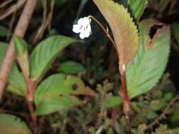 Image of Viola stipularis Sw.