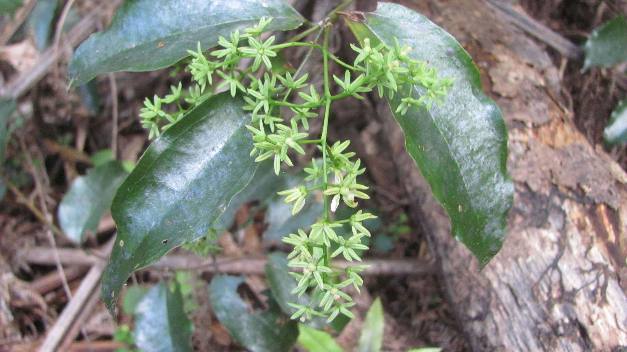 Image of Ripogonum scandens J. R. Forst. & G. Forst.