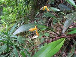 Image of Maxillaria colorata Rchb. fil.