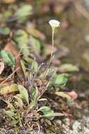 Image of prairie fleabane