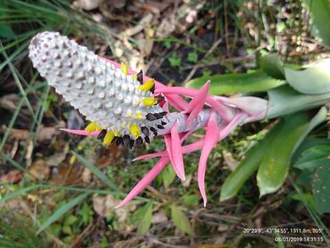 Image of Aechmea bromeliifolia (Rudge) Baker ex Benth. & Hook. fil.