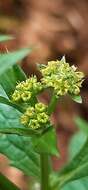 Image of Pacific blacksnakeroot