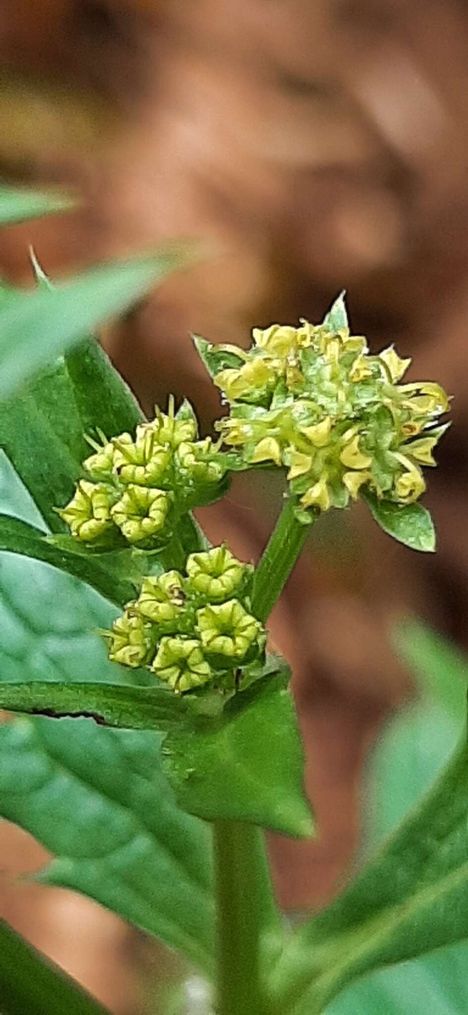 Image of Pacific blacksnakeroot